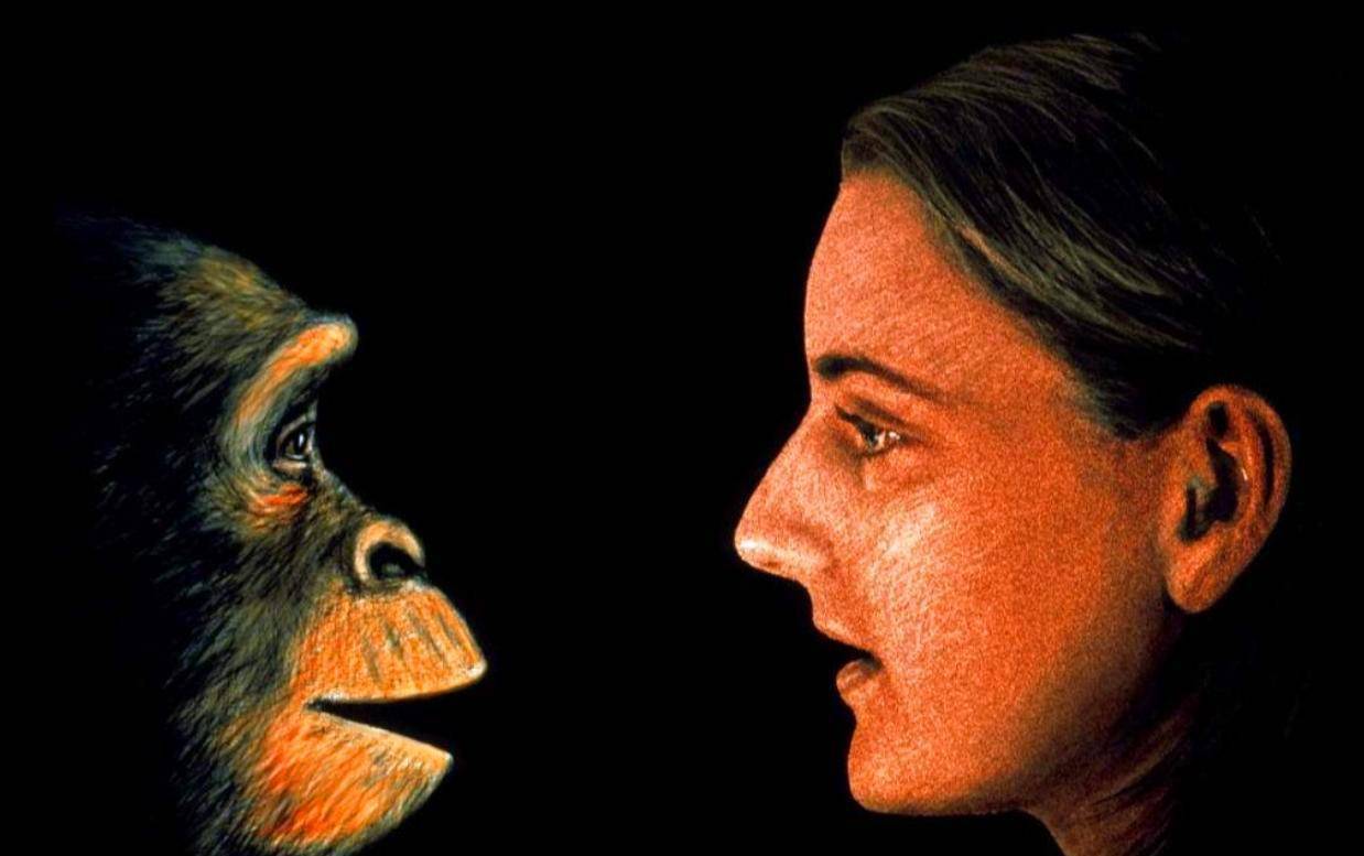 巴拿马猴已进入石器时代，科学家表示担忧：它们会不会变成人类？