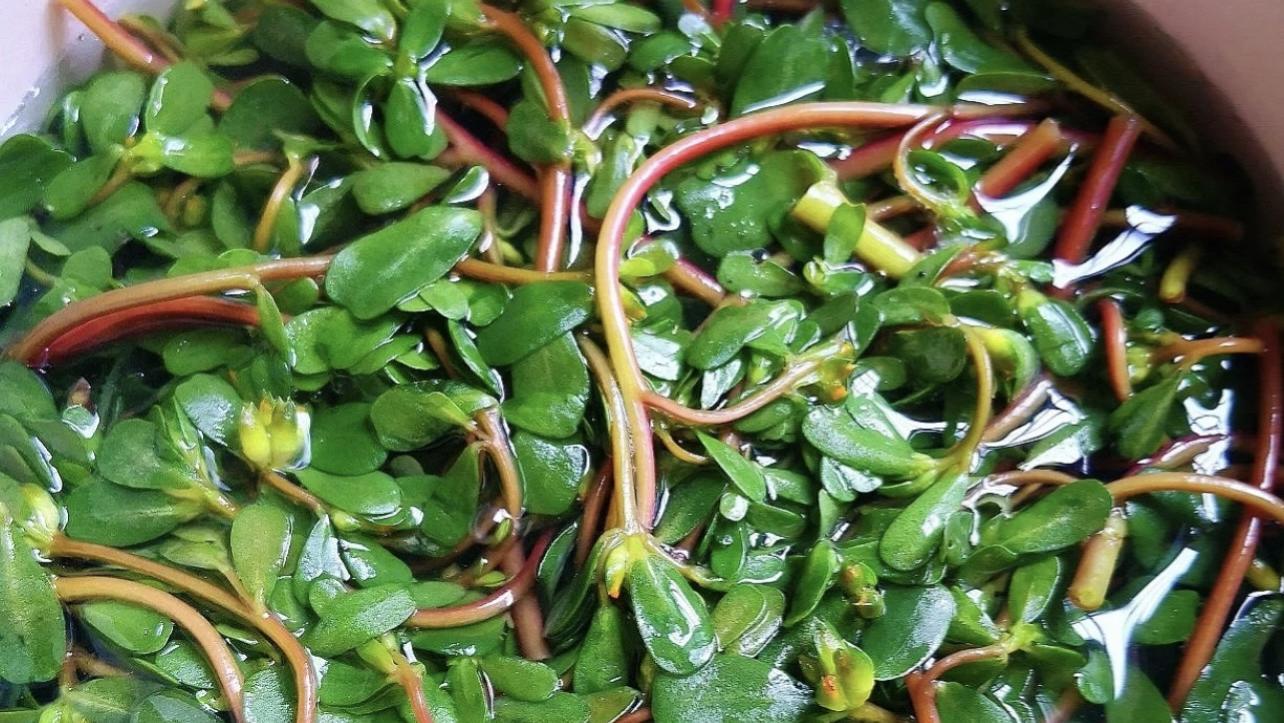 饺子|三伏天，遇到这菜别手软！剁碎包饺子，好吃又解馋，不懂吃真可惜