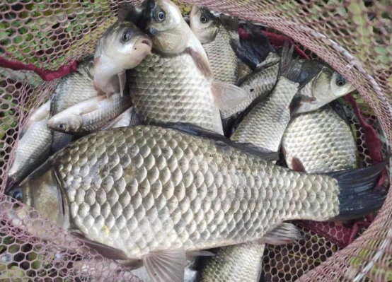 别被误导了！冬季钓鱼，几十公分水深的浅滩也能轻松擒获大板鲫！