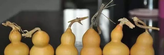 葫芦|盘了一年的葫芦,龙头掰了怎么办?