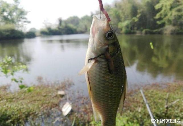 |起风就停口?西南风鱼难钓做好三点应变,可有效上鱼彻底摆脱空军
