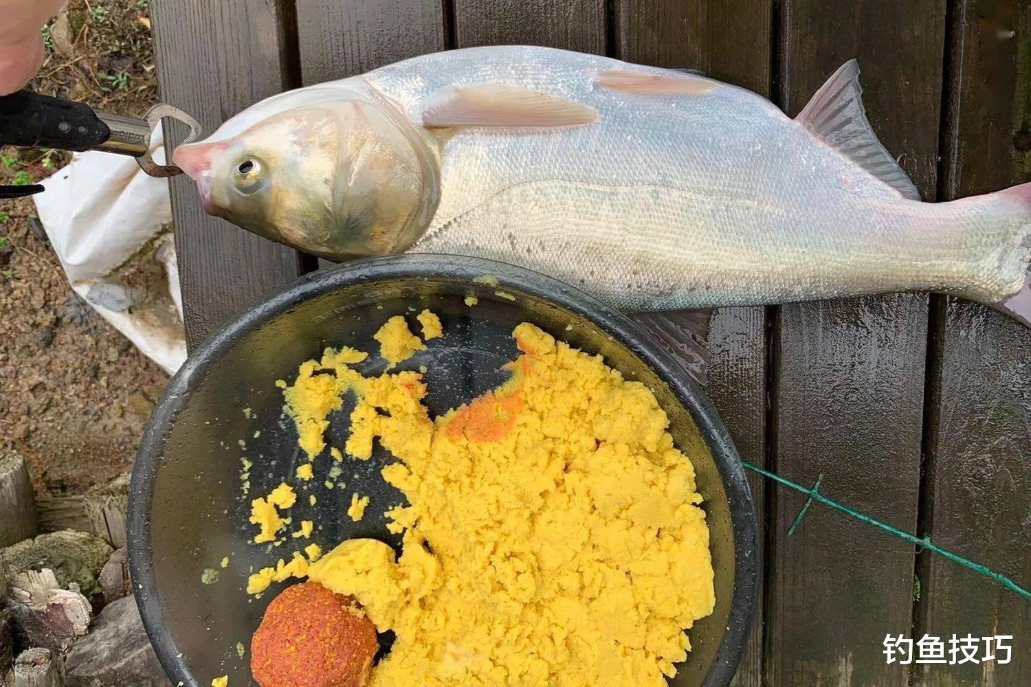 冬季如何钓鲢鳙？冬季手竿钓鲢鳙的5个要领