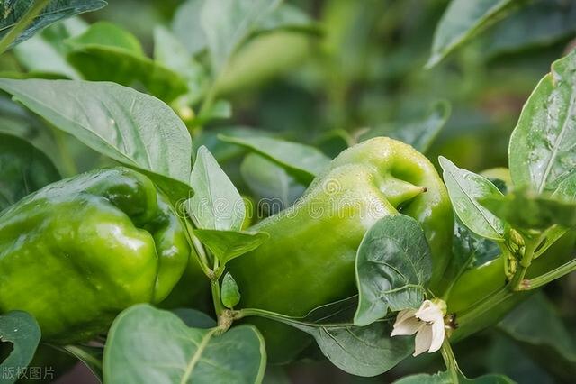 辣椒|甲流来势汹汹!建议多吃4种自带青霉素的食物,健康舒服过冬天