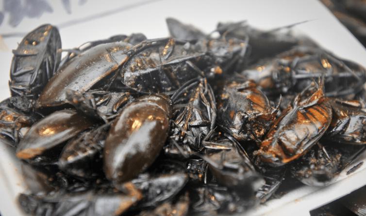 美食教程|广东5大“怪菜”,全是本地人的心头爱,外地人直呼:下不去嘴