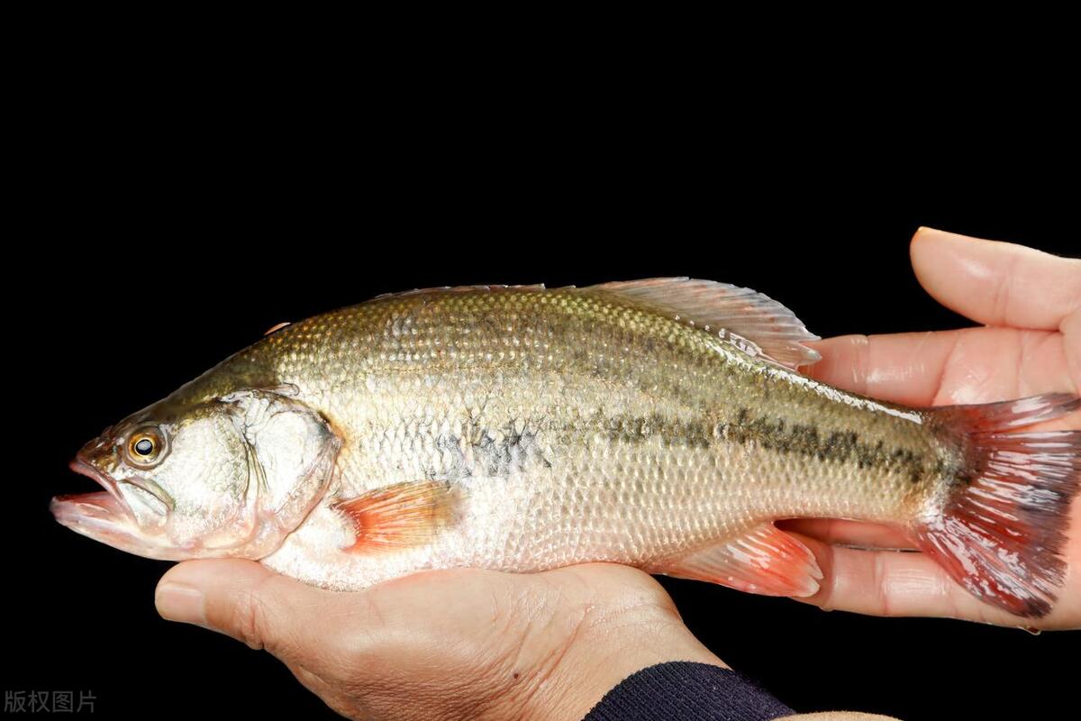 鲶鱼|10种公认好吃的淡水鱼,草鱼,青鱼都未能上榜,看有没有你爱吃的