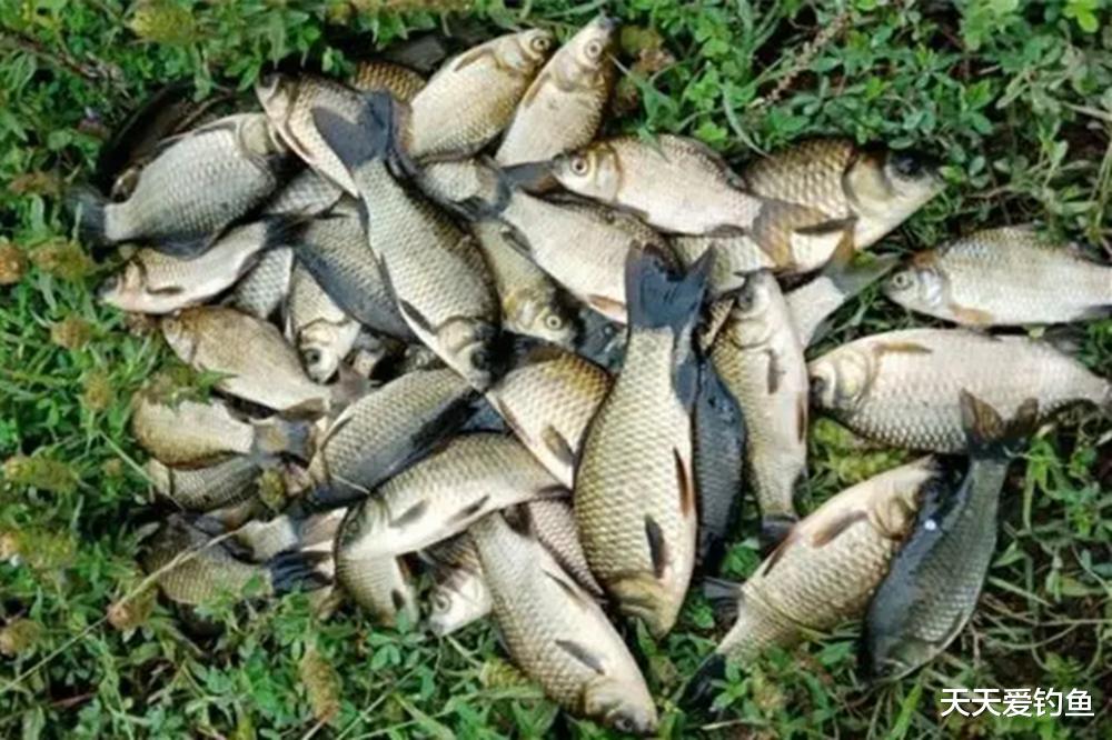 鲫鱼|夏天钓鲫鱼，4个招数出奇制胜，天然也能狂拉