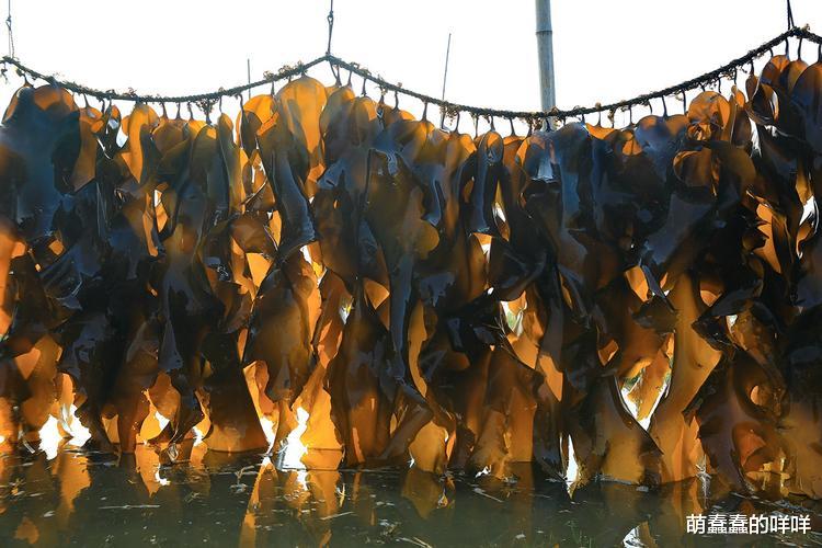 它被视为“海洋的蔬菜”,一补碘,二减肥,三防辐射,营养又滋补