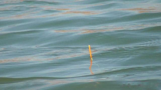 千里香和猪母乳在冬季钓鱼时有啥优势？有什么区别？又怎么用呢？