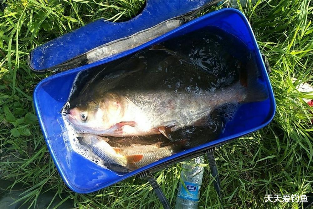 三伏天如何钓鱼?记住4个要点,天热难不倒你