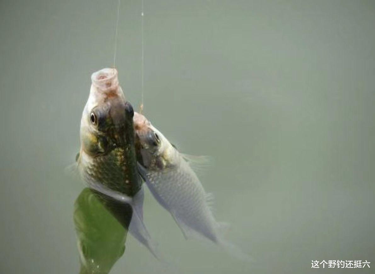野钓鲫鱼该用多大的线组？这三点能让你茅塞顿开，使用上得心应手