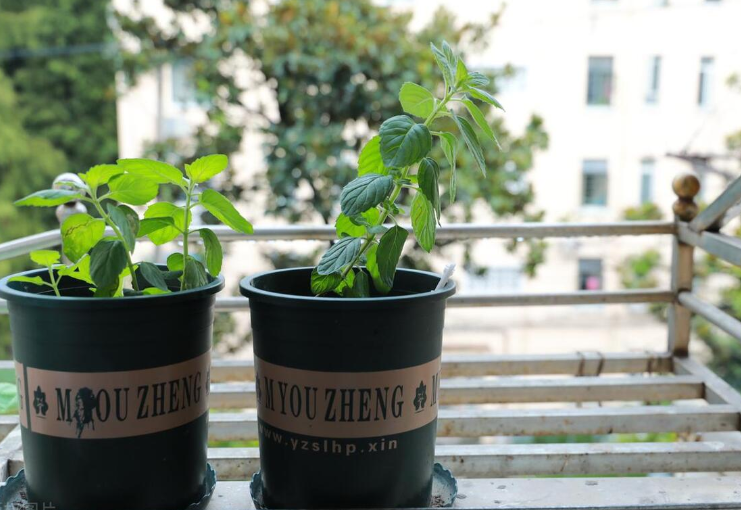 办公室绿植推荐:这几样好看又好养,还是“天然空气净化器”