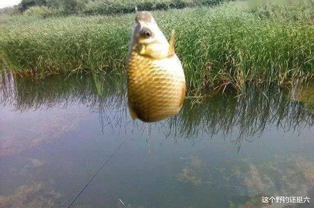 鲫鱼|野钓没口你会做哪些调整?两种情况不同的应对策略!你用对了吗?