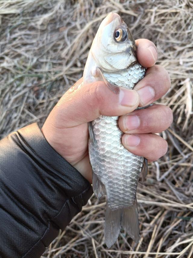 |黄大仙助阵,不爆护都难