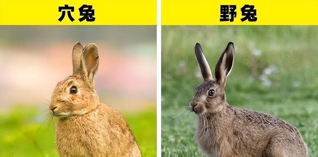 胡萝卜|兔子真的爱吃胡萝卜？不要被童话故事误导了！