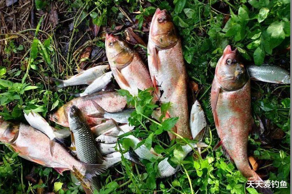 |只需一张图,看懂钓鲢鳙核心秘诀,适合各种钓法