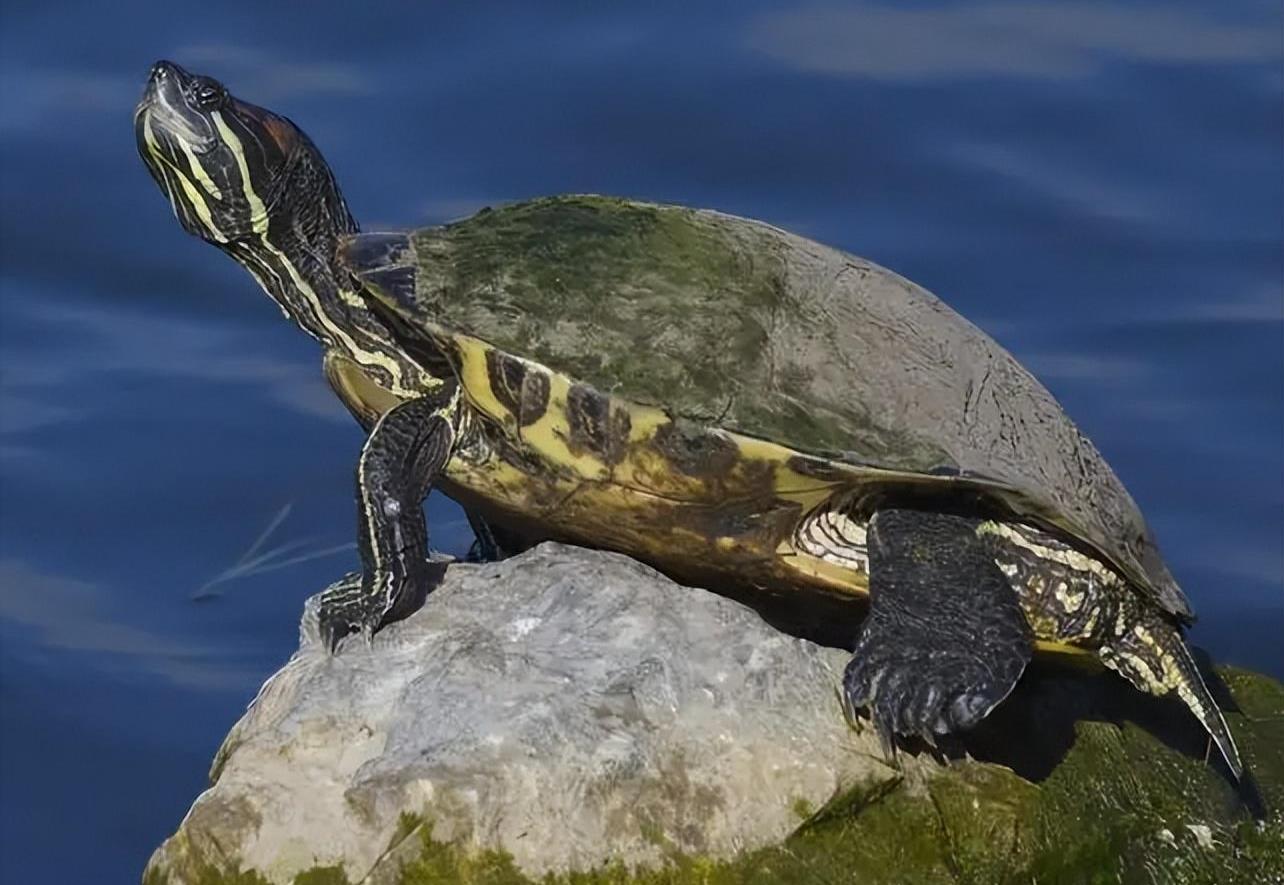 糖水铺|什么都敢吃的中国人,为何这五种动物却不敢食用?是真的不能吃?