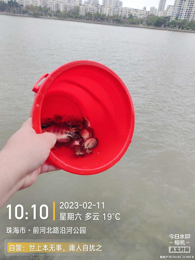 |浪急风高，大鱼偶得，罗非应接不暇