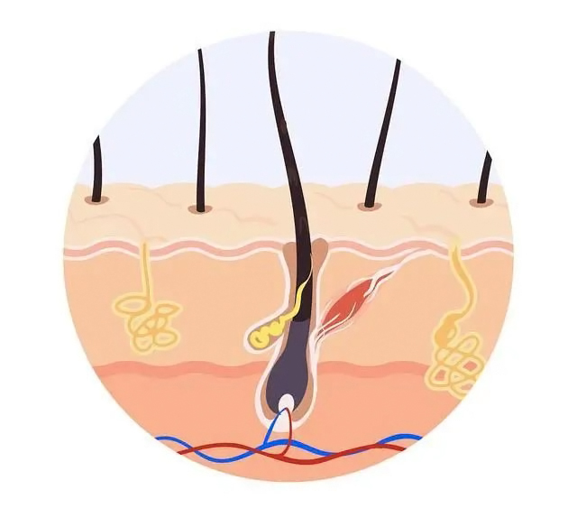 为什么冬季头发还是很油?