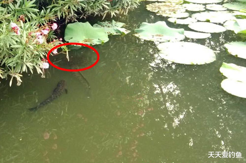 弹弓|野钓肉食性鱼类,最不需要技巧,这些“土”钓法有奇效