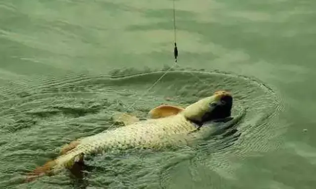 鱼钩|钓大鱼用双钩还是单钩?单钩有哪些优点呢