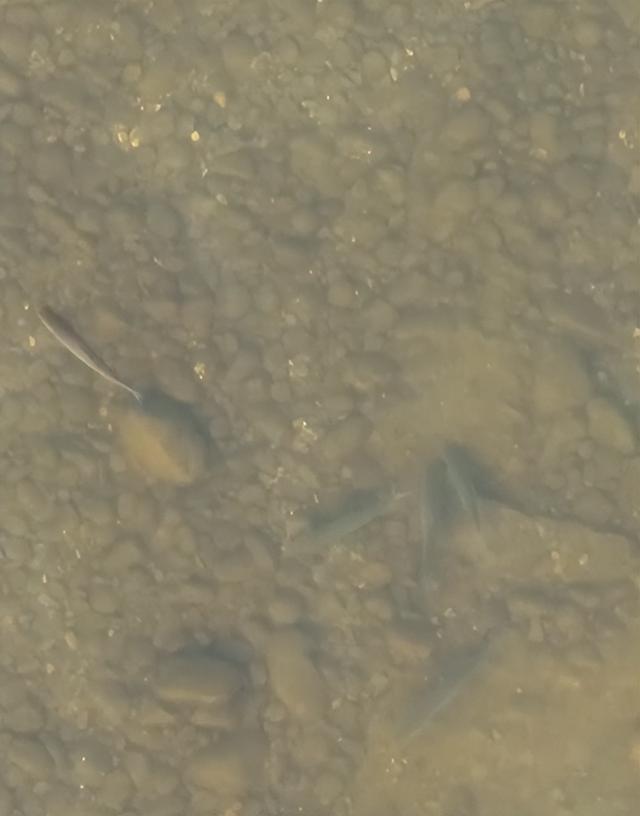 嘉陵江禁渔期结束，众多钓鱼人连夜赶往江边垂钓，网友：白禁了