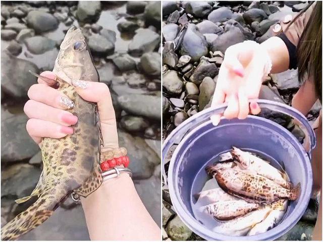 浙江省|浙江：小水坝关闸导致大量鳜鱼搁浅，路人徒手抓了许多鳜鱼