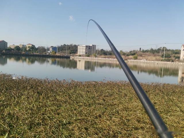 鲫鱼|天一热鲫鱼就不咬钩了?不是不咬钩,而是你错过了鱼咬钩的时间