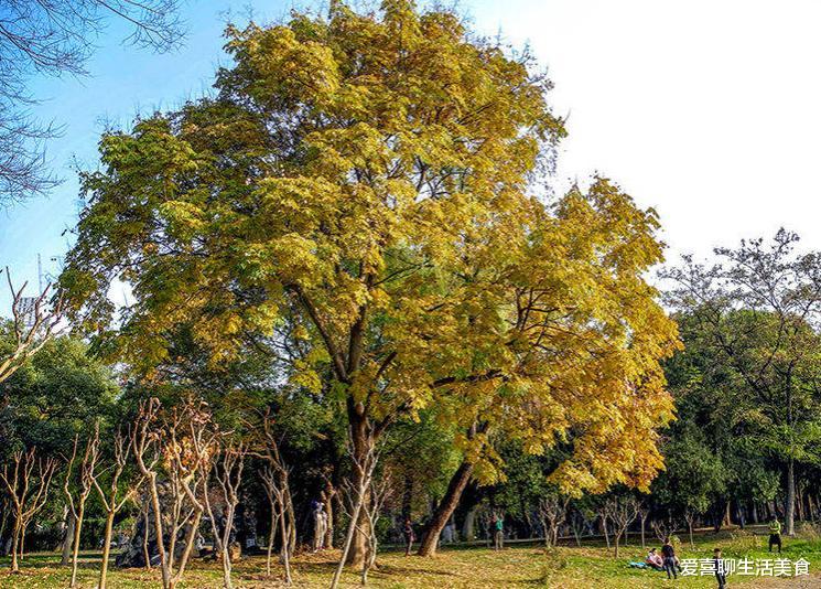豆腐|深秋,5种食材不要错过,顺应时节,应季而食,早吃早受益,别不懂!
