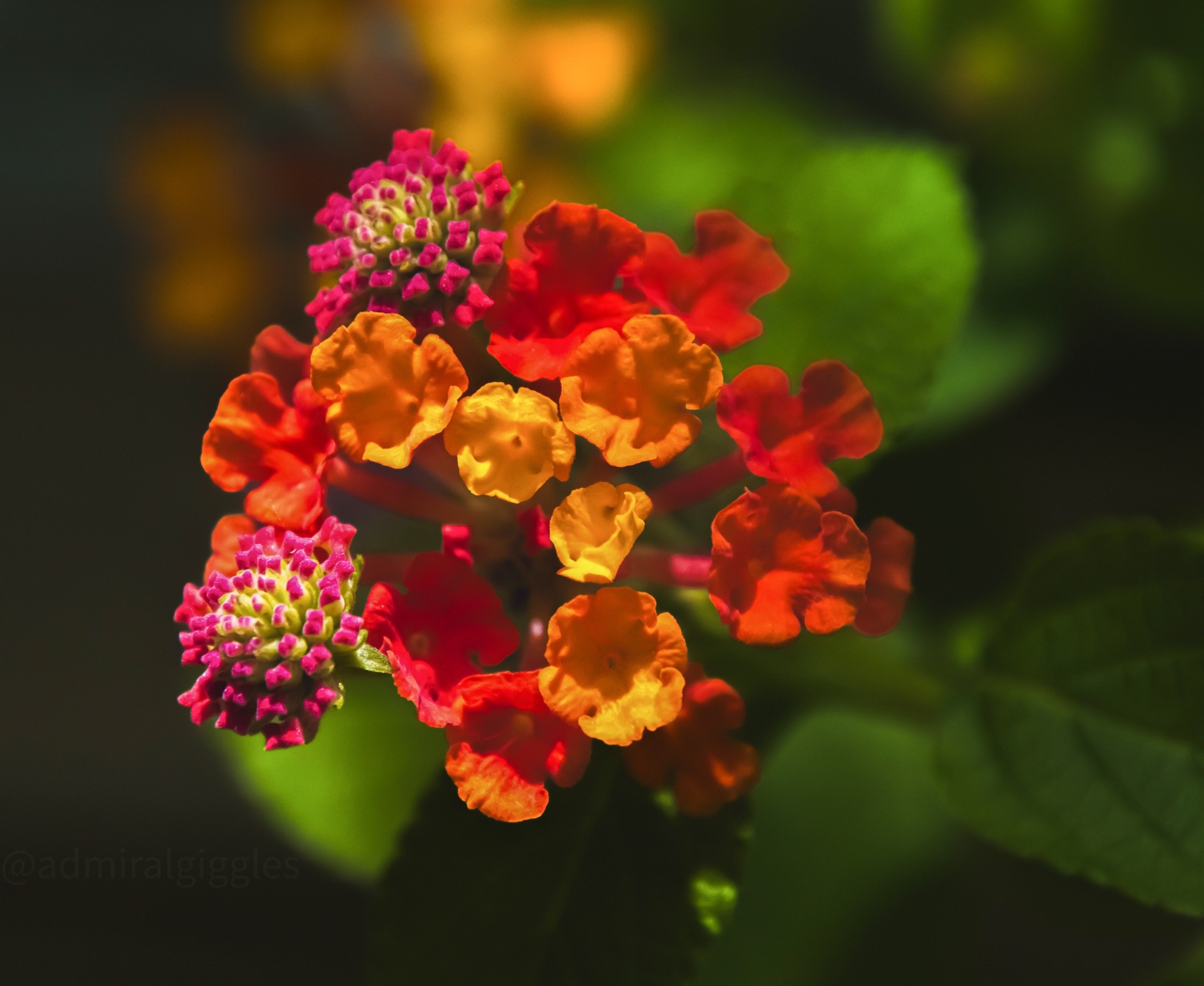 23至月底,霉运尽消,好事全来,财喜围绕,展露笑颜的3大生肖 属鼠