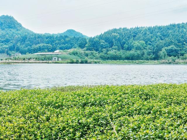 饵料|春钓滩总遇小杂鱼闹窝怎么办？试试这几个小诀窍，鱼获多不抓狂