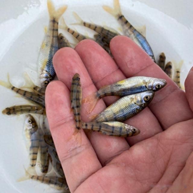 日本天皇|曾多到没人吃的4种小鱼，如今身价翻倍，成日本天皇的心头好？