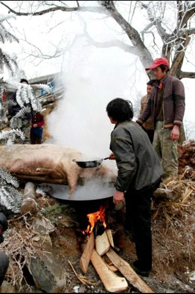 猪肉|现在的猪肉吃着不香了?口味变了还是猪肉变了,听养殖户怎么说!