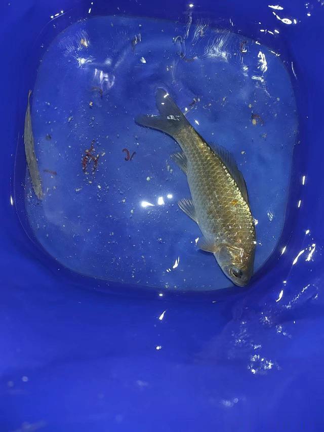 鲫鱼|钓鱼日记——2023年3月25日(南沙河沿岸夜钓)