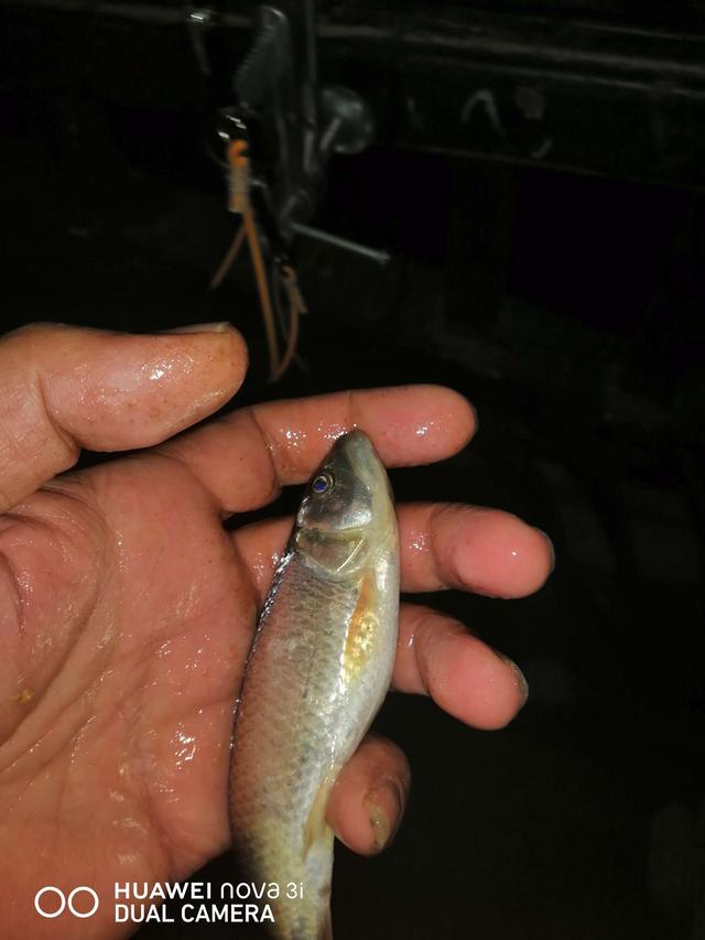 |夜战桥头，筏竿战板鲫。