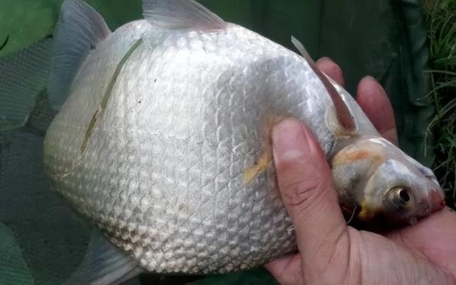 鳊鱼|暮春钓鳊鱼怎样才过瘾?试试这种钓法包你连竿上鱼