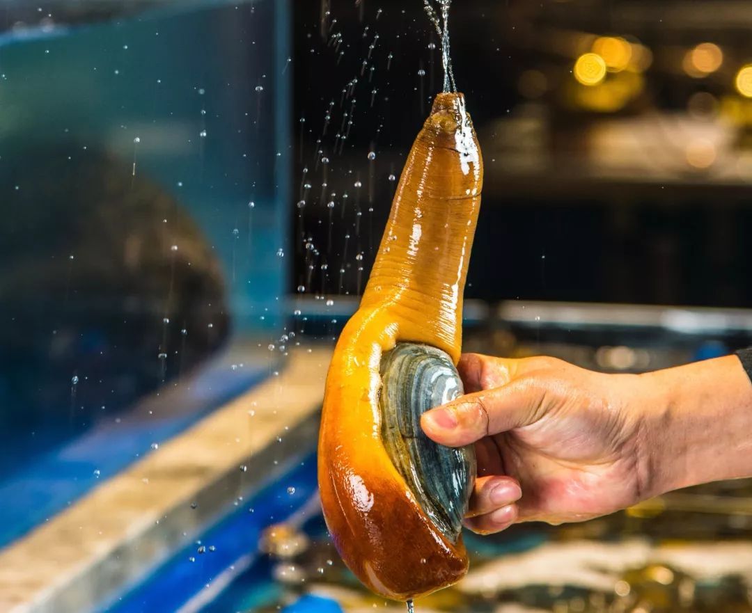 要说最污的海鲜,象拔蚌肯定榜上有名,长的着实有点不可描述,用手轻轻