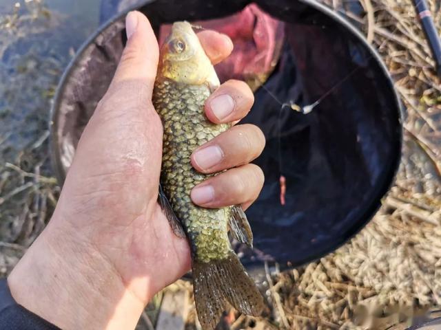 饵料|只钓2小时就能顶别人半天的鱼获!野钓务必选对合适的出钓时间