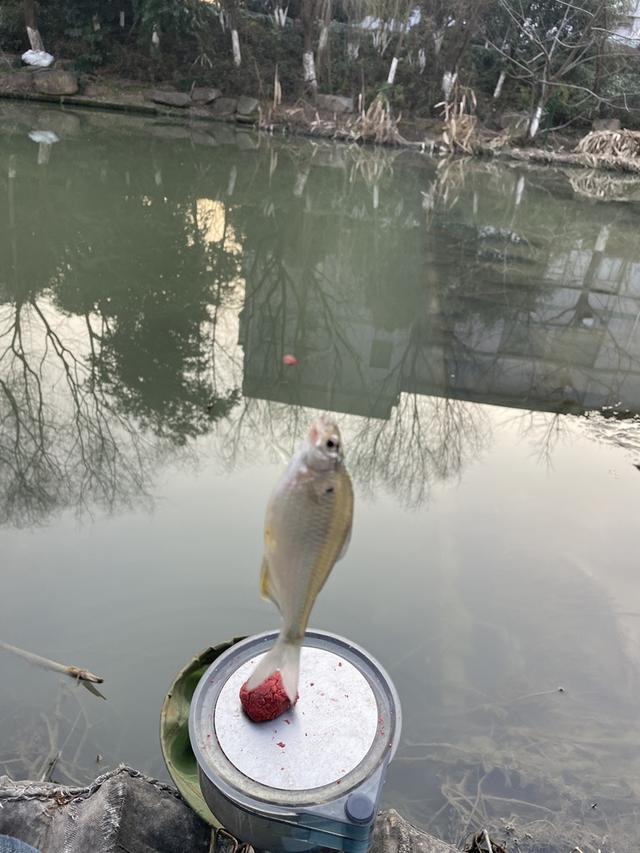 饵料|【钓鱼之家虾粉】诱鱼的效果杠杆的！奈何资源有限异常发挥