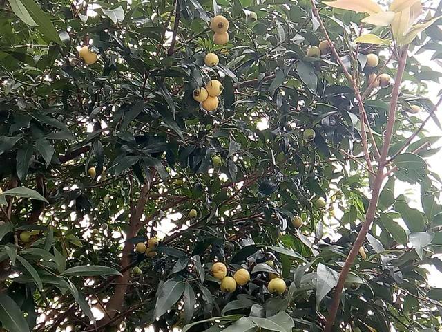 感冒|盘点上个世纪红极一时的六种水果,如今却无人问津,你吃过几种?