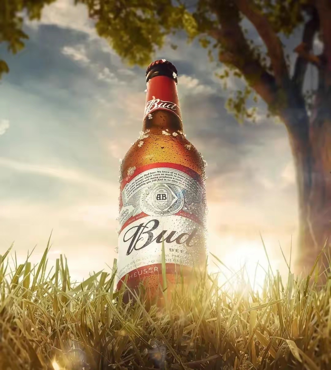 啤酒|为什么你喝的啤酒都是绿色和棕色