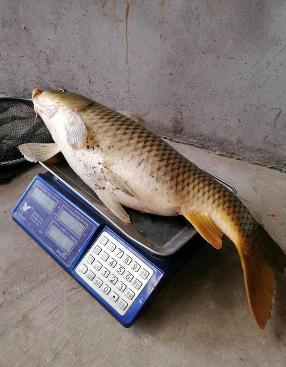 钓鱼|最幸运钓鱼佬？河南男子钓起金戒指，卖了7700元