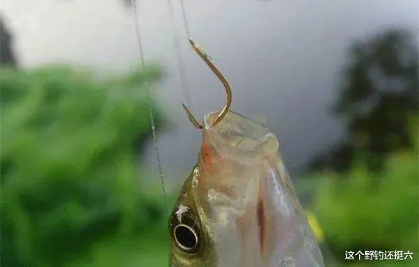 |频繁的脱钩跑鱼,有口打不中是何原因?自查容易出问题的这三方面