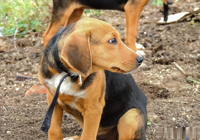 |藏族不吃鱼肉、满族不吃狗肉,汉族其实也有忌口,很多人却已淡忘