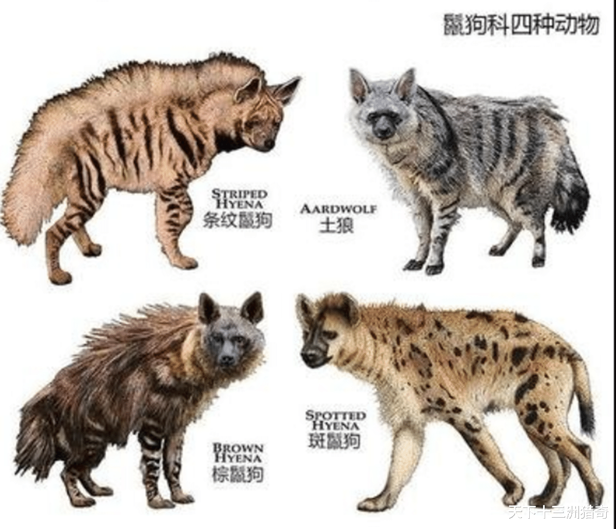 非洲二哥斑鬣狗有多狠?人类手持短刀能打赢斑鬣狗吗?为什么?