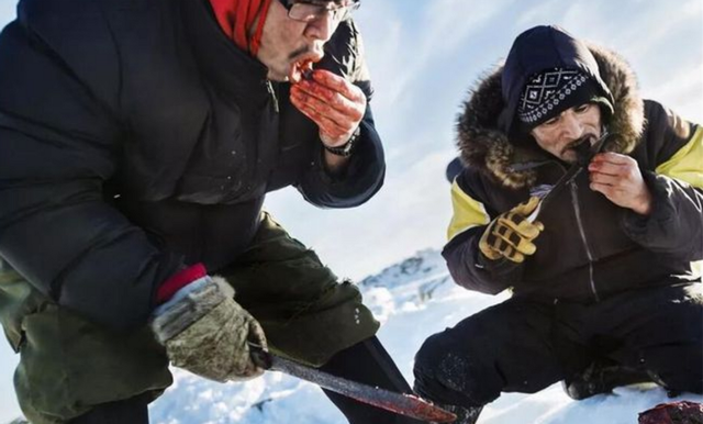 |因纽特人的美食腌海雀，内脏腐烂后用嘴吸食，臭味秒杀鲱鱼罐头！