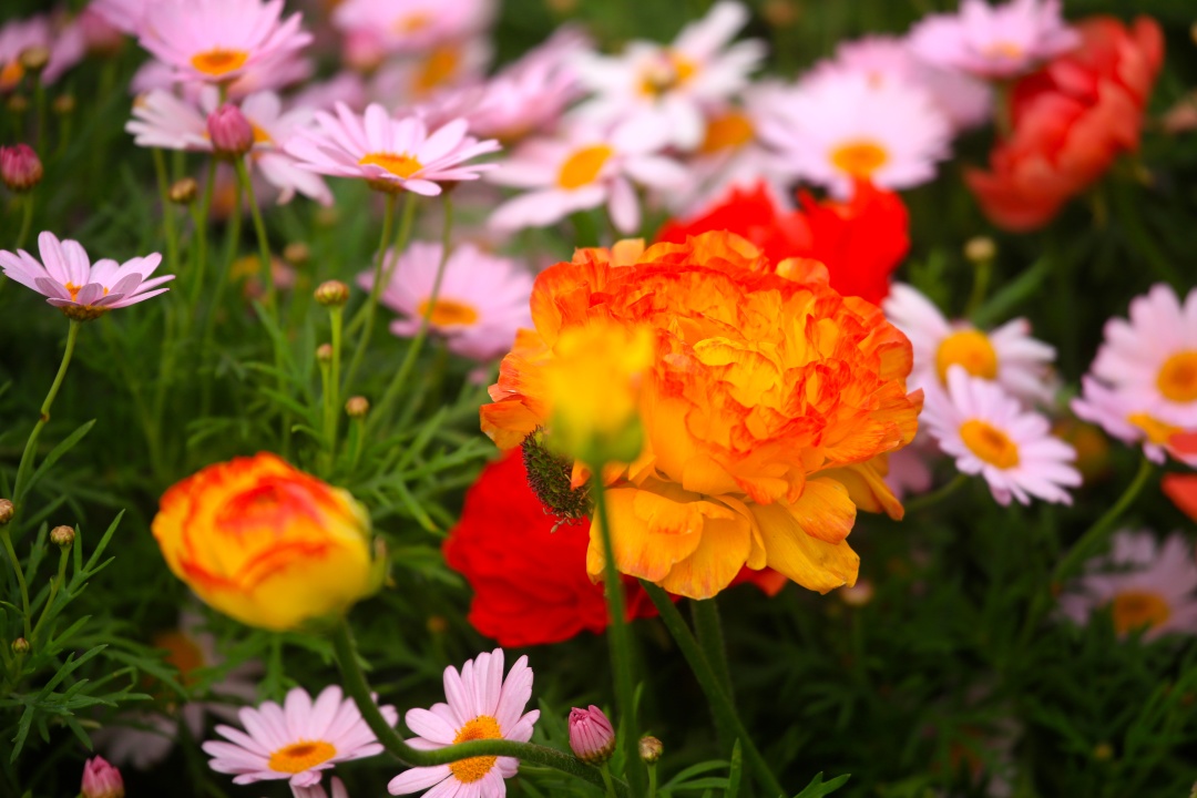 运势|猫巫先生12星座周运2023年5.22-5.28:活跃积极,勇敢好奇