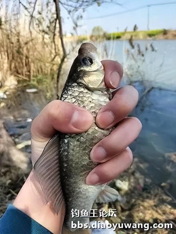 |珍珠塘喜获黄金鲫