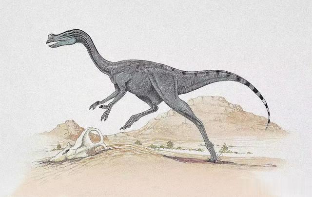 曲剑龙共 7737临河猎龙是迄今为止发现的最完整的伤齿龙化石之一,它