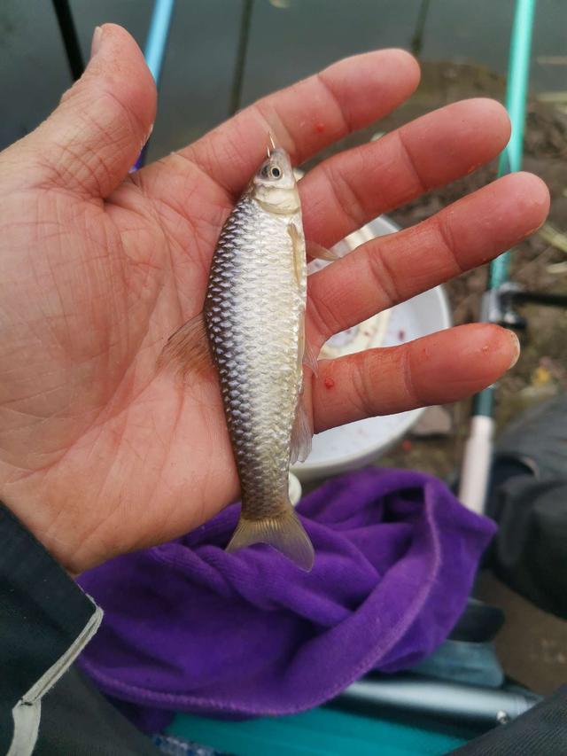 饵料|白条也爆护，以后请叫我白条杀手