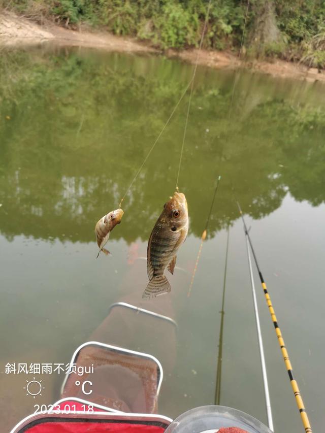 |意外中的意外,耐心作钓终爆护!